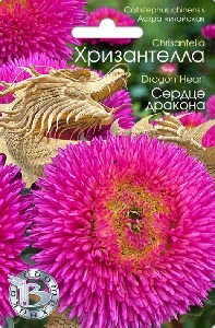Астра Хризантелла  "Сердце дракона"(БИО)